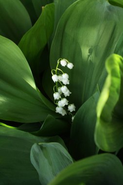 Güneş, ormandaki yaprakların arasında bir nilüfer çiçeğini aydınlatıyor.