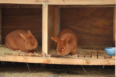 Yeni Zelanda safkan tavşanları kafeste.