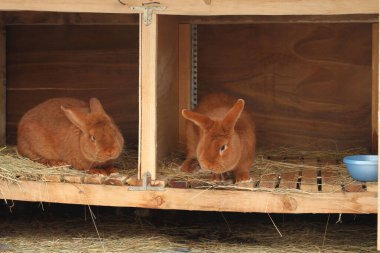 Yeni Zelanda safkan tavşanları kafeste.
