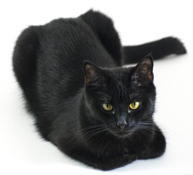 Genç bir kedinin portresi