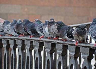 Dolgu üzerinde pek çok pegions