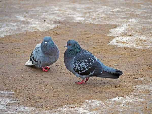 Пара голубей — стоковое фото