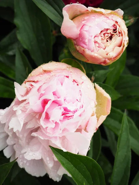 Pion blommor — Stockfoto