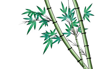 Bambu ağacı vektör çizim