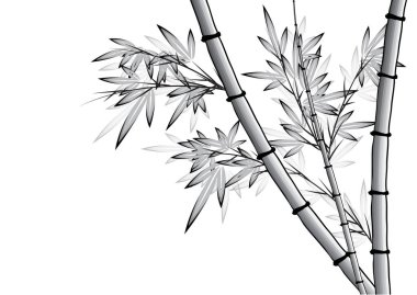 Bambu ağacı vektör çizim