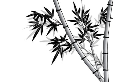 Bambu ağacı vektör çizim