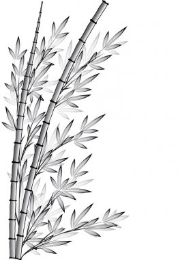 Bambu ağacı vektör çizim