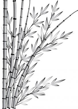 Bambu ağacı vektör çizim