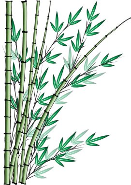 Bambu ağacı vektör çizim