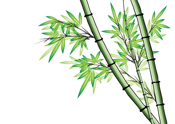 Bambu Ağacı Vektör Çizim — Stok Vektör