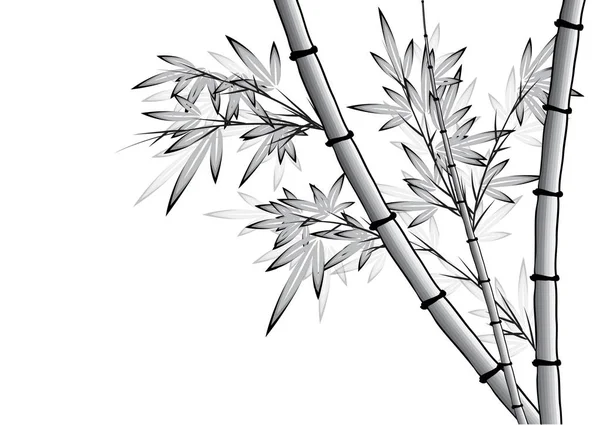 Bambu ağacı vektör çizim