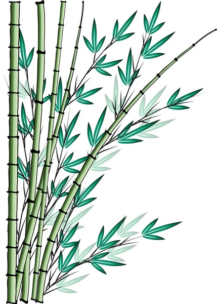 Bambusbaum Vektorzeichnung — Stockvektor