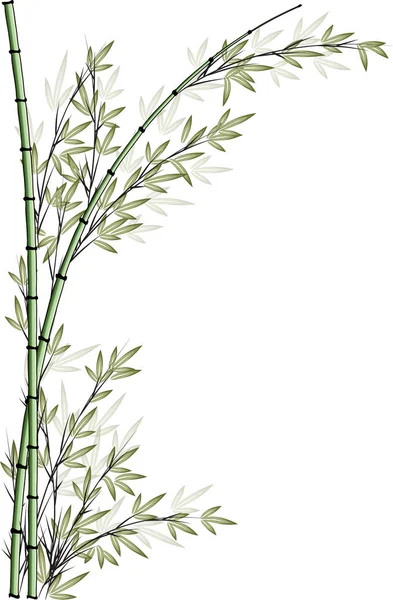 Bambusbaum Vektorzeichnung — Stockvektor