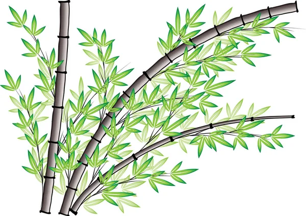 Bambus Zeichnung Design Vektor — Stockvektor