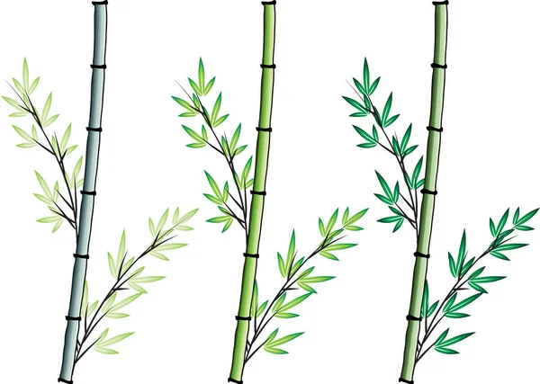Bamboo Ritning Design Vektor — Stock vektor