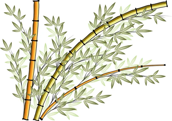 Dessin Vectoriel Bambou — Image vectorielle