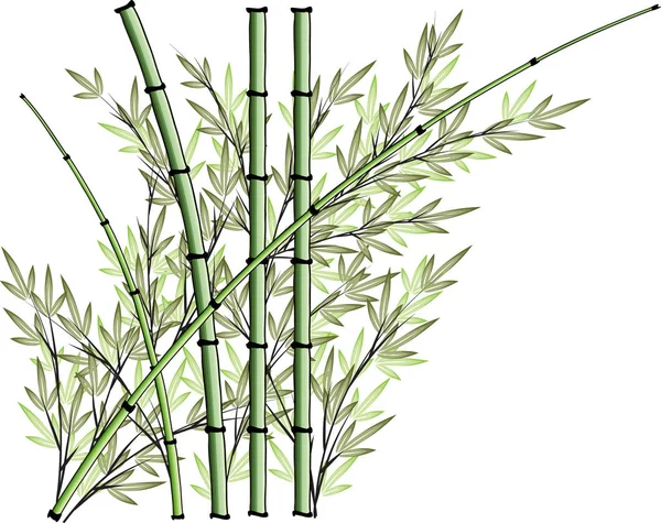 Fundo Desenho Vetor Bambu —  Vetores de Stock