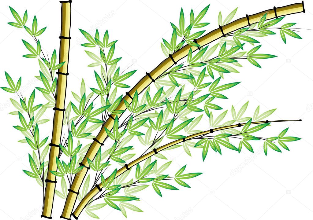bamboo vector drawing background