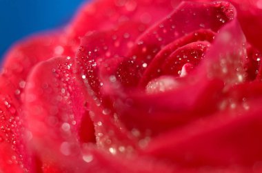 damlacıkları ile gül bud