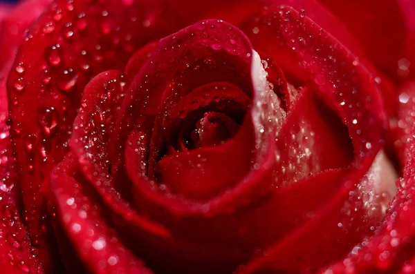 Gros bourgeon rose — Photo