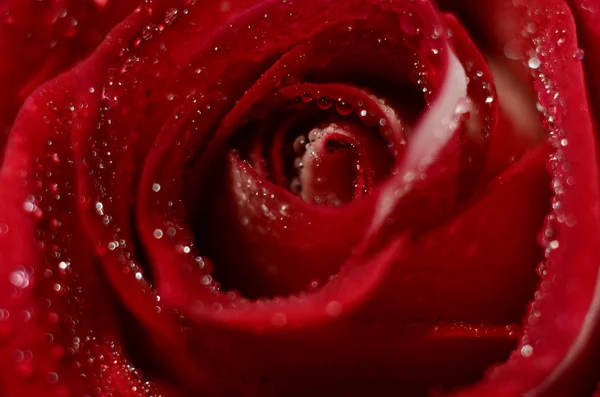 Gros bourgeon rose — Photo