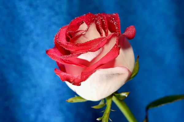 Trandafir roșu pe o tulpină — Fotografie, imagine de stoc