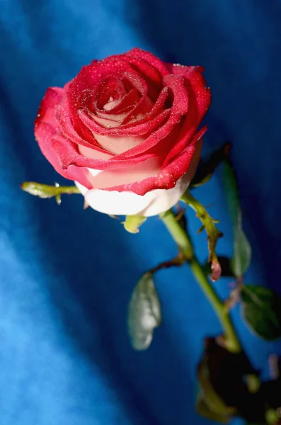 Red Rose on a stem