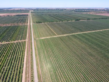 Bahçedeki ağaçlar satırlarının. Aerophotographing, üstten görünüm.