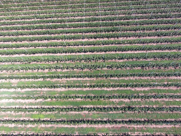 Rijen Van Bomen Tuin Aerophotographing Bovenaanzicht Landschap Appelboomgaarden — Stockfoto