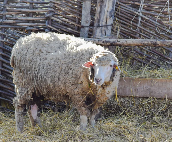 Schafe auf der Weide — Stockfoto