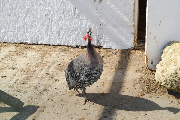 Guinea Fowl Cage Content Guinea Fowl Home Farm — Stock Photo, Image