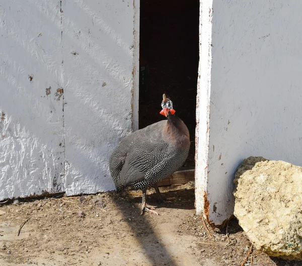 Perlhühner im Käfig. der Inhalt von Perlhühnern auf dem heimischen Bauernhof — Stockfoto