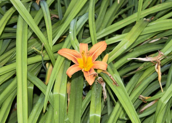 Fiore Giglio Arancione Giglio Fiorito Fiore Singolo — Foto Stock