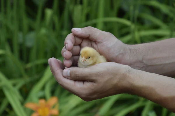 Tavuk Elinde Küçük Yeni Doğmuş Civcivler Erkeğin Ellerinde — Stok fotoğraf