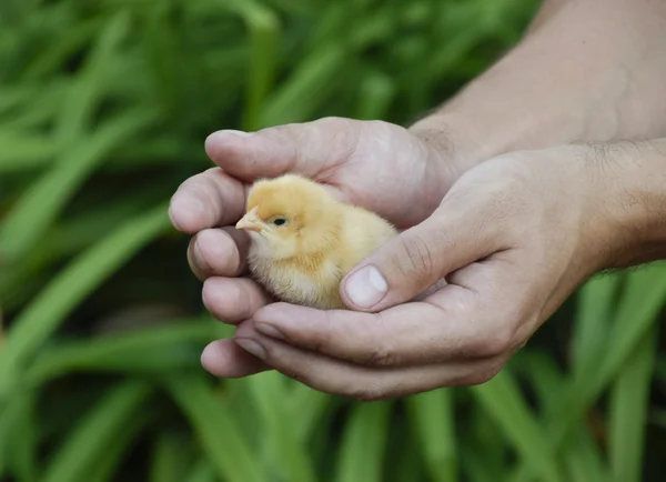 鸡在手 新生的幼崽落在男人手里 — 图库照片