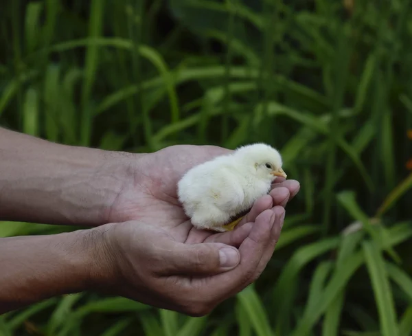 Frango Mão Pequenos Filhotes Recém Nascidos Nas Mãos Homem — Fotografia de Stock