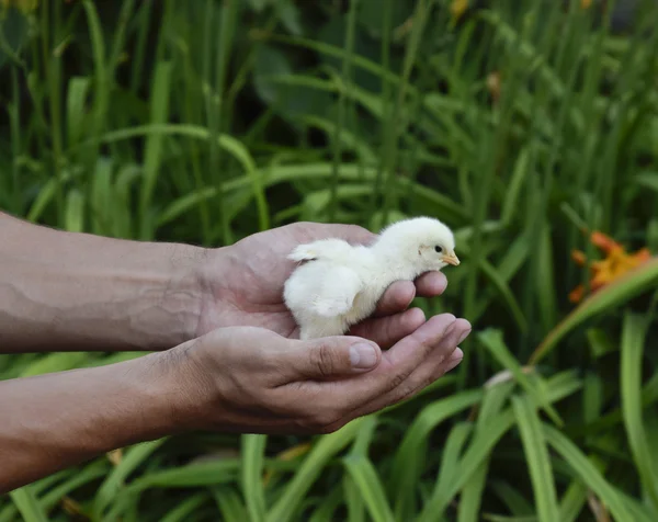 Tavuk elinde. Küçük yeni doğmuş civcivler erkeğin ellerinde — Stok fotoğraf