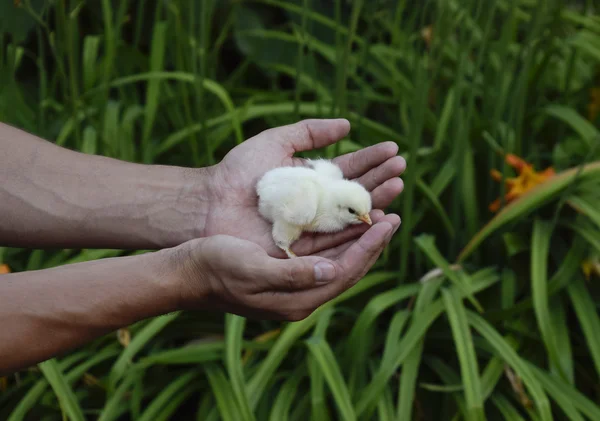 Pollo Mano Piccoli Pulcini Appena Nati Nelle Mani Dell Uomo — Foto Stock