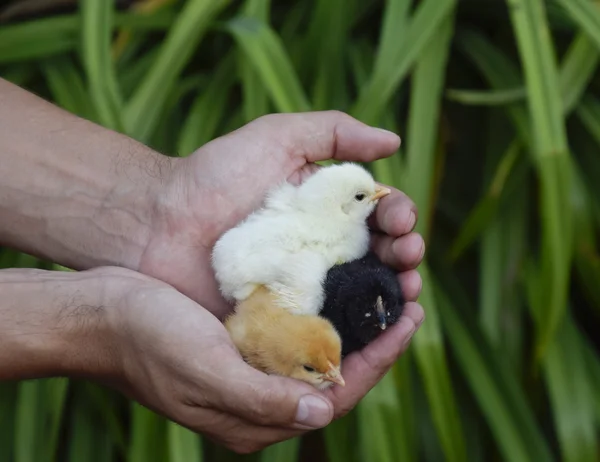 Kuře v ruce. Malá novorozená kuřátka v rukou člověka — Stock fotografie