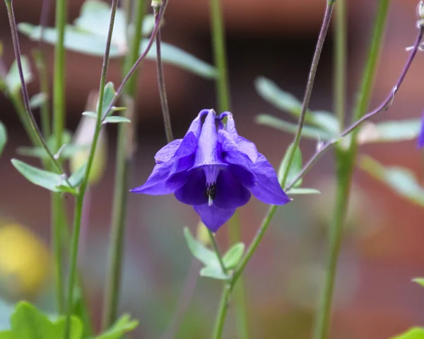 Fleurs Aquilegia Fleurs Bleues Violettes Dans Lit Fleurs Aquilégie — Photo
