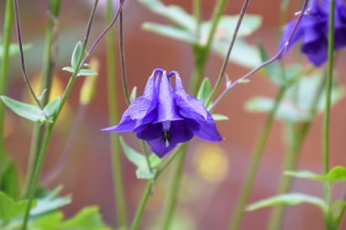 Çiçek aquilegia. Flowerbed de menekşe mavi çiçekler. Aquilegia