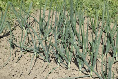 Bahçede soğan yetiştirmek. Normal soğan soğanı yatağı. Slebli yaprakları ve soğan baharatlı sebze ekinleri..