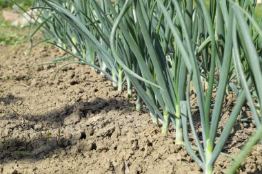 Bahçede soğan yetiştirmek. Normal soğan soğanı yatağı. Slebli yaprakları ve soğan baharatlı sebze ekinleri..