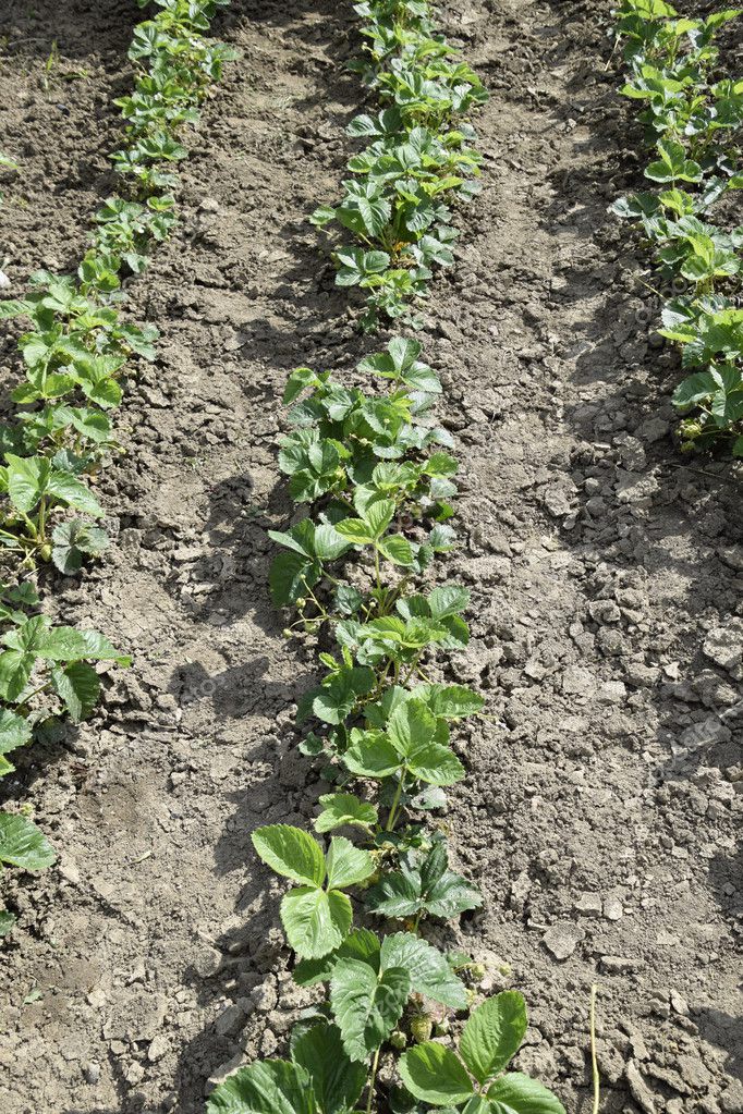 Bed Strawberries Garden Growing Strawberries Rows Strawberry