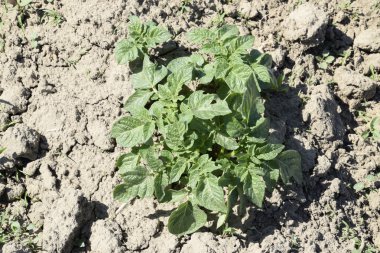 Genç yatak patates vuruyor. Bahçede büyüyen patates. Bahçe yatakta patates.