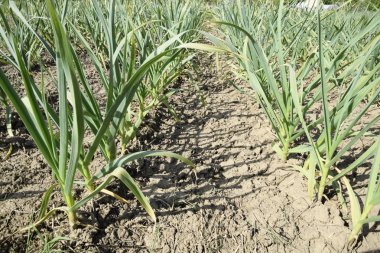 Sarımsak Bahçe tarımı. Yatağın sarımsak. Sapları ve yaprakları baharatlı sarımsak bitki kültürü vardır.
