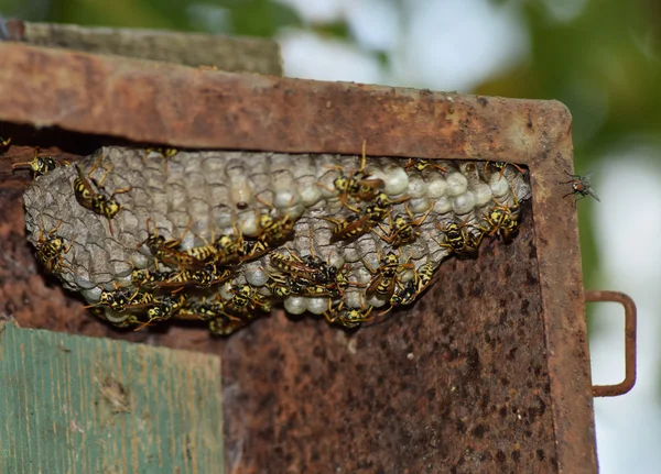 말벌은 그 위에 말벌을 올려 놓고 둥우리를 짓습니다. 말벌 정치인. 근접 촬영 말벌 가족의 둥지 — 스톡 사진