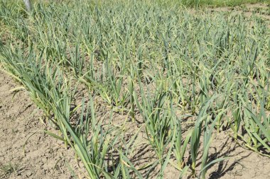 Sarımsak Bahçe tarımı. Yatağın sarımsak. Sapları ve yaprakları baharatlı sarımsak bitki kültürü vardır.