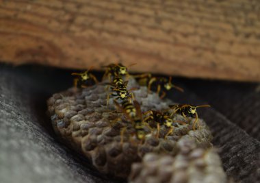 Üzerinde eşekarıları olan bir arı kovanı. Eşek arıları polisi. Yakından çekilen bir eşek arısı ailesinin yuvası..