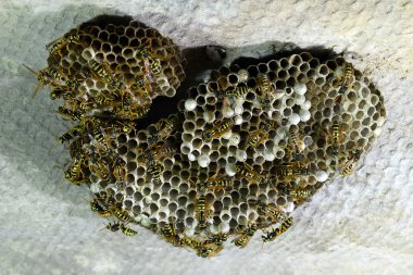 Üzerinde eşekarıları olan bir arı kovanı. Eşek arıları polisi. Yakından çekilen bir eşek arısı ailesinin yuvası..